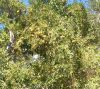 granaty.thumb.jpg.84e96ebdf83006444de1b1f8e81b4a30.jpg