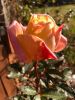 happy-birthday.thumb.jpg.d9501fe715f04738ce658196fe27a562.jpg
