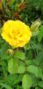 20230713_104530.thumb.jpg.5c6ebb22115533122cd41f65471f36d7.jpg