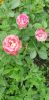 20230714_112051.thumb.jpg.fe8a240c0b60667d63f17db5e7dae474.jpg