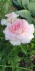 20230714_155823.thumb.jpg.6fc94c2b9e41abe838ba9665731b65dd.jpg