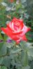 20230719_213739.thumb.jpg.fdb55a8ef7e9c8920d41ce12bd51fcc0.jpg