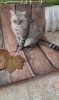 466711494_.thumb.jpeg.4ebbfc84b16f6abc93684a8bf3b7b371.jpeg