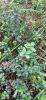 IMG-20230818-WA0014.thumb.jpg.107308b8b2379bd3e5e864e2dfb85a4a.jpg