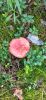 IMG-20230818-WA0016.thumb.jpg.4017eaaaa056c2b47213ef0ad7596175.jpg