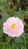 IMG-20230828-WA0010.thumb.jpeg.4d736007974d307b80e614f7ce988194.jpeg