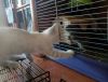 IMG-20230917-WA0008.thumb.jpeg.09b5ab5f931dce8fa716db166f8d778f.jpeg