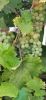 IMG-20230917-WA0010.thumb.jpg.d88b2698a27d5d835be277e644952267.jpg