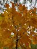 IMG20231016160418.thumb.jpg.6f8a5efff97623ebd67cb77ddca40cd6.jpg