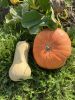 IMG_1303.thumb.jpeg.adcbaa749494d0b972410870d03214a8.jpeg