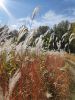 IMG_20230927_141600.thumb.jpg.690c7b345b47b21d36d5f341c475579b.jpg