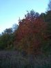 IMG_20231005_180110.thumb.jpg.48e961ef56ac1be09630f1f363aab0c3.jpg