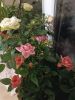 IMG_20231010_232042.thumb.jpg.1ef181f6ddc379824ebb0aa8f1eb91de.jpg