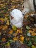 IMG_20231028_092538.thumb.jpg.3d2f5b2c1b937bca334452bc32e2894d.jpg