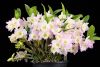 dendrobium-nobile-1.thumb.jpg.8b55d37cfac614aa24e46033a089f10c.jpg