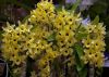 dendrobium-nobile-2.thumb.jpg.29ef6f42a4708e2863e0db965d906d91.jpg