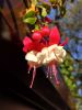 IMG_20230923_152750.thumb.jpg.78833c8dcee68420949ba1e6a84698bf.jpg