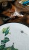 IMG_20231105_163710.thumb.jpg.a029c6d34bbacb6ffc3d4144af6126c7.jpg