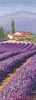 Heritage 1247, Lavendar Fields
