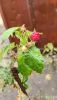 IMG-20231125-WA0014.thumb.jpeg.9c7a9247cabda42f76ebfb4872b380ea.jpeg
