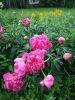IMG_20210623_193948.thumb.jpg.9186489c255931a15b7795f5c12e7cd5.jpg