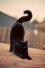 edfe6e9f56241a3b0d431f4a0b17da22--downward-dog-black-kitty.thumb.jpg.b584dd1eb853105213d4382bbc1dc022.jpg