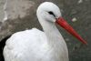 nature-bird-wing-wildlife-wild-zoo-beak-calm-fauna-stork-birds-animals-vertebrate-water-bird-white-stork-ovipositor-red-beak-840021.thumb.jpg.5a7e9a514d2750c455778129f188e6b6.jpg