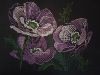 IMG_20240124_164303.thumb.jpg.519e7615db73a8a845473c09d486ce5c.jpg