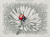 Ajisai Designs, Ladybug and daisy