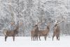 4RedStagsinthesnowByVladSokolovskyWeb.thumb.jpeg.a11e769cb0b1106dd9bca4303600b746.jpeg