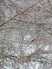 IMG-20240214-WA0003.thumb.jpg.6f7ef6de720e1055b08fd4e979bf9942.jpg