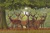 herd-red-deer-englands-largest-wild-animal-yorkshire-47155320.thumb.jpeg.3f3b8e6517d8d7fb831be55a21058d75.jpeg