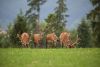 herd-red-deer-stags-antlers-velvet-herd-red-deer-stags-antlers-velvet-summer-wild-animals-natural-14.thumb.jpeg.1e0a378310223ba8850f83e730104062.jpeg