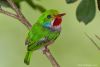 todus-multicolor_01.thumb.jpg.2aee6d1ea9098d8d5e35cf16181ec2d5.jpg