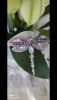 1008094466_WhatsAppImage2024-02-16at13_49.54(2).thumb.jpeg.110d7e85970cffa7fccaebaad784eb29.jpeg