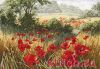 Anchor APC935, Маки (A Host of Poppies)