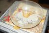 DSC04449.thumb.JPG.a7c07766e45edcdb8ea808e937e91fb6.JPG