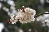 DSC_9716.thumb.JPG.837dd870b34efdb33a9e69494e112cba.JPG
