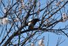 DSC_9761-2.thumb.JPG.f8a48eaadc5b9681f9ddddea0529c9c7.JPG
