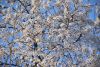 DSC_9863.thumb.JPG.fdf8c88d74d98d0f29a4cb769db3d581.JPG