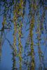 DSC_9866.thumb.JPG.5d06fd3a9627553c25b222971a7e565a.JPG