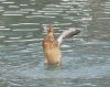 IMG-20240309-WA0012.thumb.jpg.7108461b9aa29256ca985148d03e2dd1.jpg