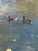 IMG_20240330_160847_BURST1.thumb.jpg.fe383b695826b09cb3ece1e11fad5f54.jpg
