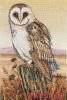 Anchor PCE604, Owl Horizon