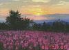Kustom Krafts 20427, Fireweed Fields