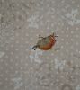 DSC07525.thumb.JPG.71c8b2c23d299f29bca0cc13ce2abe7b.JPG