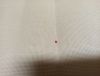 IMG_20240401_194422.thumb.jpg.35edd3097ed4690419ae40ce13196bfc.jpg