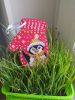IMG_20240404_151144.thumb.jpg.315dd5bff30a1733377188d00ebdc8e6.jpg