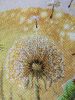 IMG_7332.thumb.JPG.1c5e1c7406cbc703ee3736feafc3ea3e.JPG