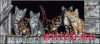 Dimensions 35133, Котята на заднем дворе (Котята в амбаре, Barnyard Kitties)